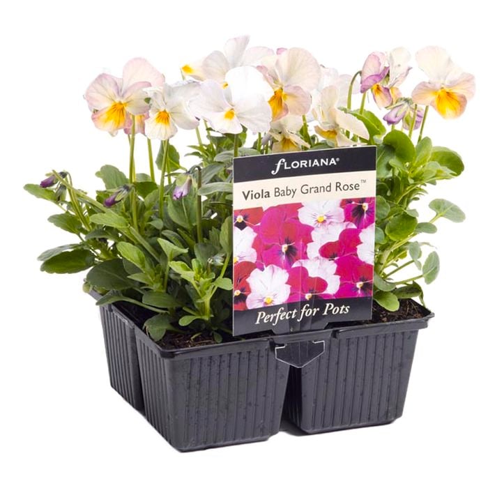 4 Cell - Plant-Perfect 4 Pots Range- Viola Baby Grand Rose