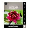 Bloomin Bulbs Water Lily Black Princess - 1 Pack