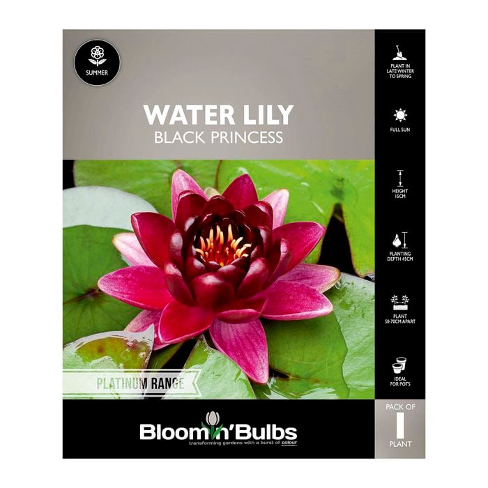 Bloomin Bulbs Water Lily Black Princess - 1 Pack