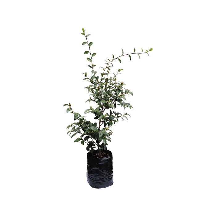 12L Camellia Hiryu - Camellia sasanqua