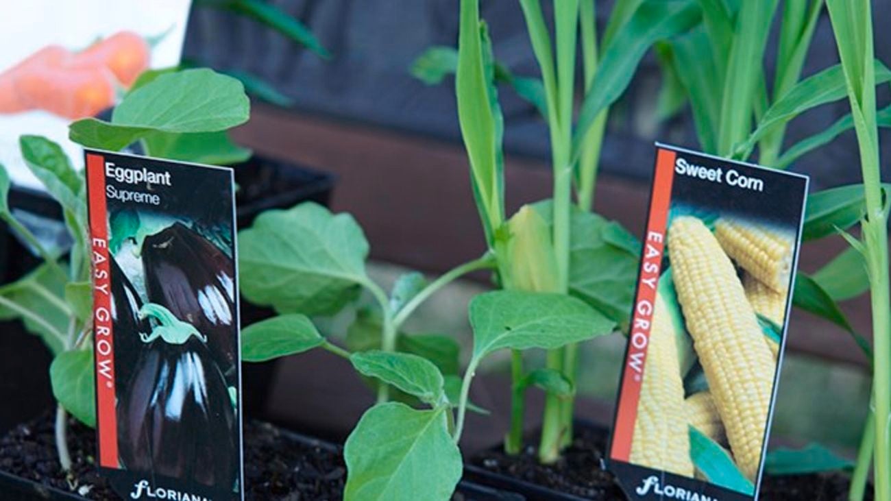Young eggplant and sweet corn plants