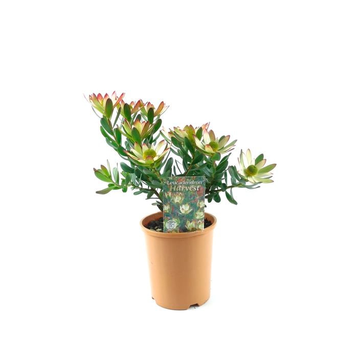 150mm Leucadendron Harvest - Leucadendron stelligerum