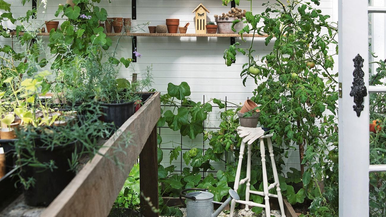 Green plants in an indoor setting, with pot plants and a bird house.