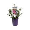 140mm HEDGE WITH AN EDGE® Appleblossom - Escallonia 