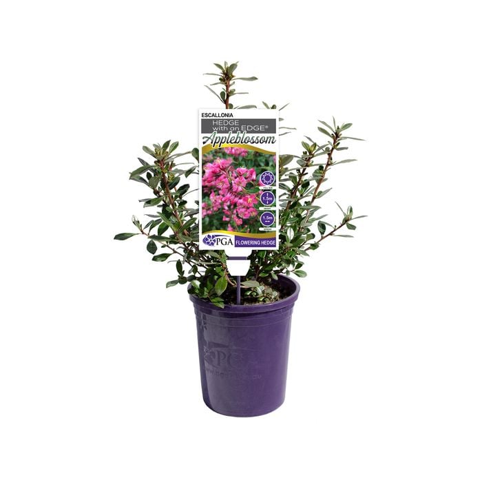 140mm HEDGE WITH AN EDGE® Appleblossom - Escallonia 