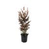160mm Conifers Pencil Upright Assorted - Coniferophyta