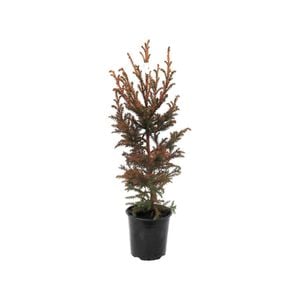 160mm Conifers Pencil Upright Assorted - Coniferophyta