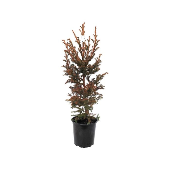 160mm Conifers Pencil Upright Assorted - Coniferophyta