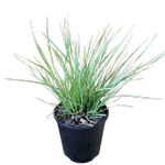 6L Arctic Frost - Lomandra longifolia 