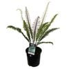 2.5L Crown Fern - Blechnum discolour