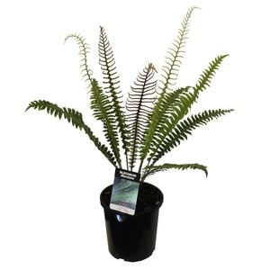 2.5L Crown Fern - Blechnum discolour