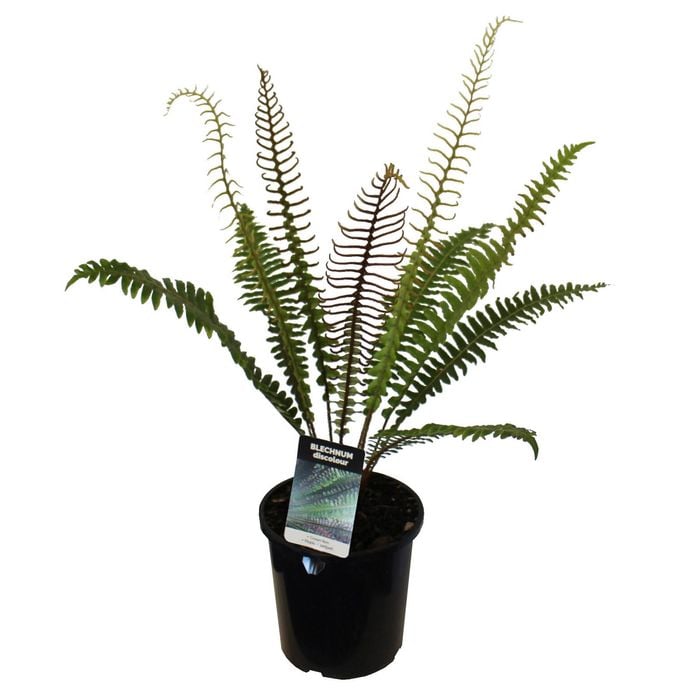 2.5L Crown Fern - Blechnum discolour