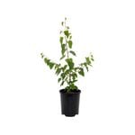 150mm Silver Birch - Betula pendula alba