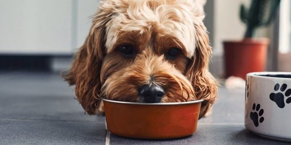 picture of dog eating bowl of food