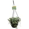 Haars 200mm Dichondra Silver Falls - Dichondra argentea