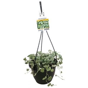 Haars 200mm Dichondra Silver Falls - Dichondra argentea