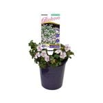 140mm Geranium - Geranium Biokovo