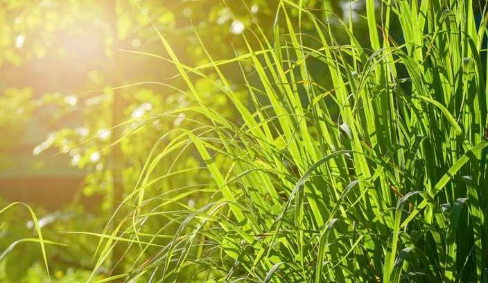 Citronella grown in the vegetable garden