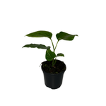 120mm Piper Betel - Siriboa Hanging Basket