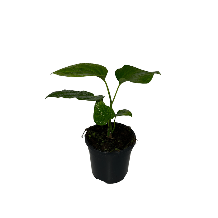 120mm Piper Betel - Siriboa Hanging Basket