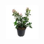 2.5L Escallonia Pink Elle - Escallonia laevis