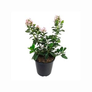 2.5L Escallonia Pink Elle - Escallonia laevis