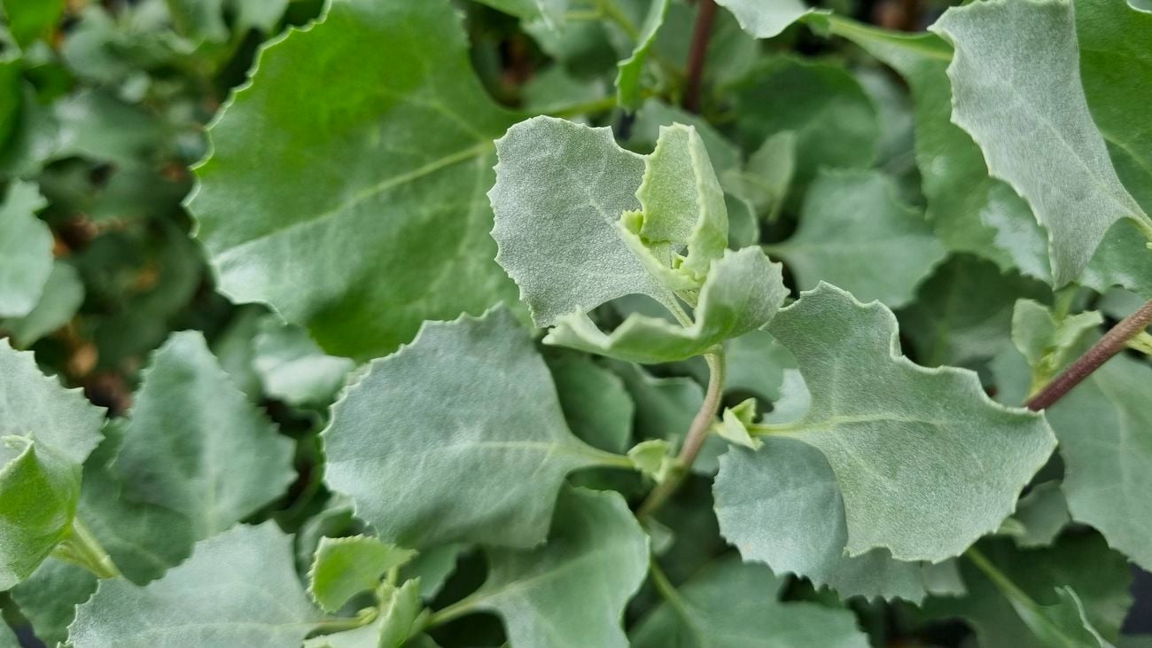 Close-up of green leaves of old man saltbush