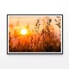 Close Up View of Sunrise Field  Print 100% Australian Made 90x60cm  (Poster)
