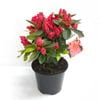 12.5cm Azalea - Genus rhododendron