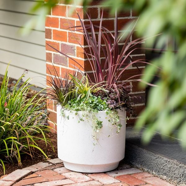 potted plant