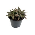 1.3 Haworthia Assorted Succulents - Haworthia
