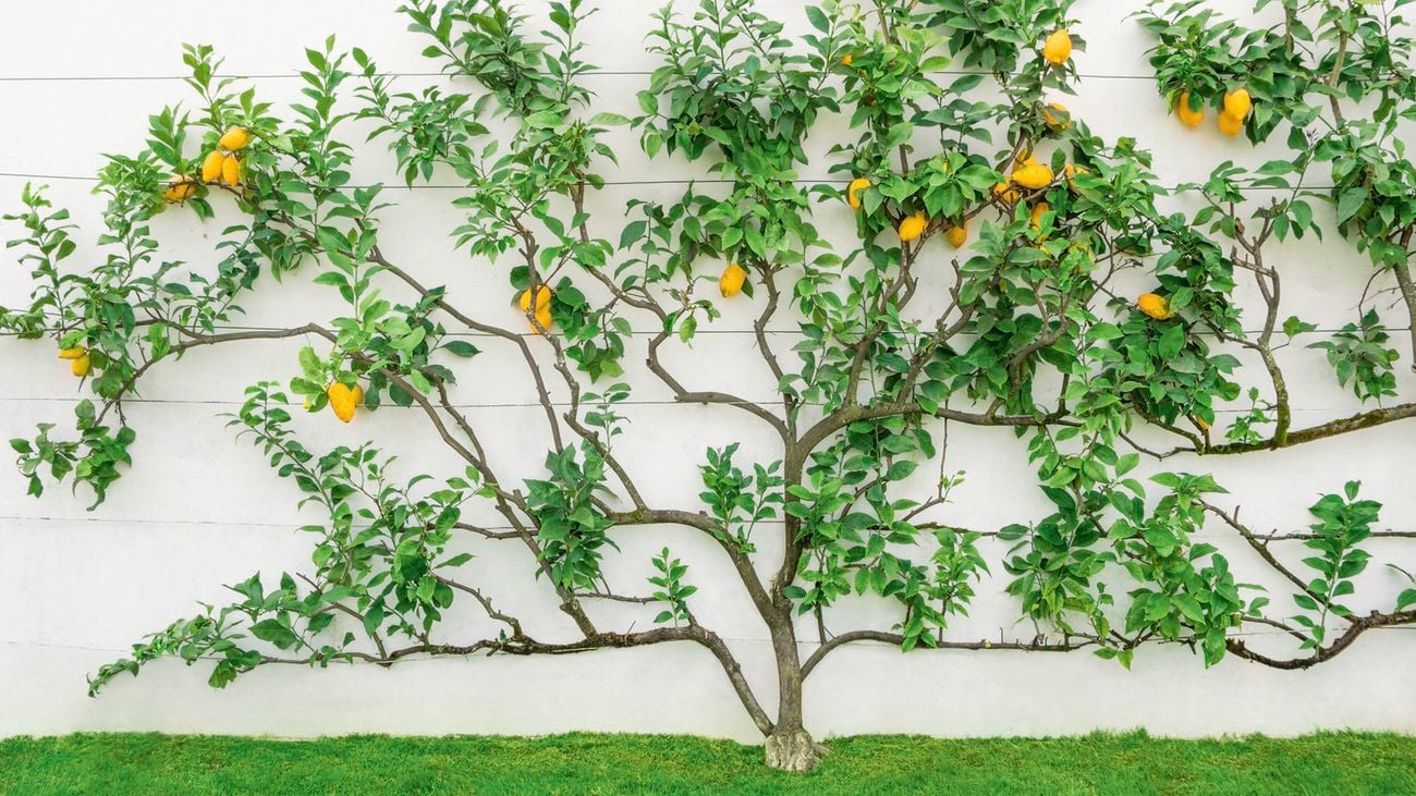 A Eureka lemon fruit tree bearing fruit and green leaves growing against a light coloured wall.