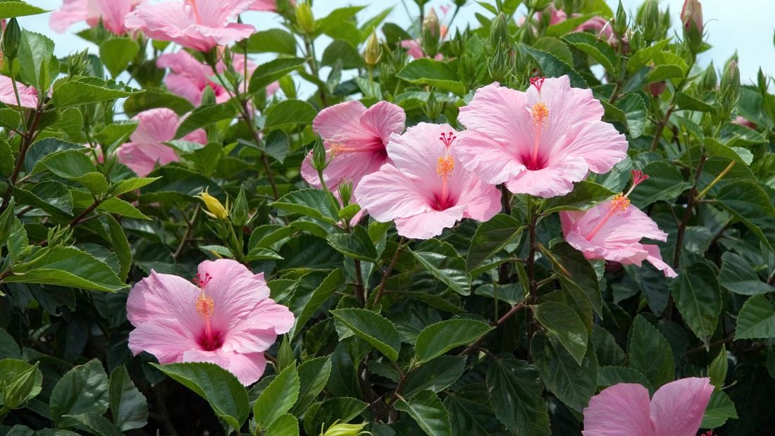 Pink hibiscus flowers outside.