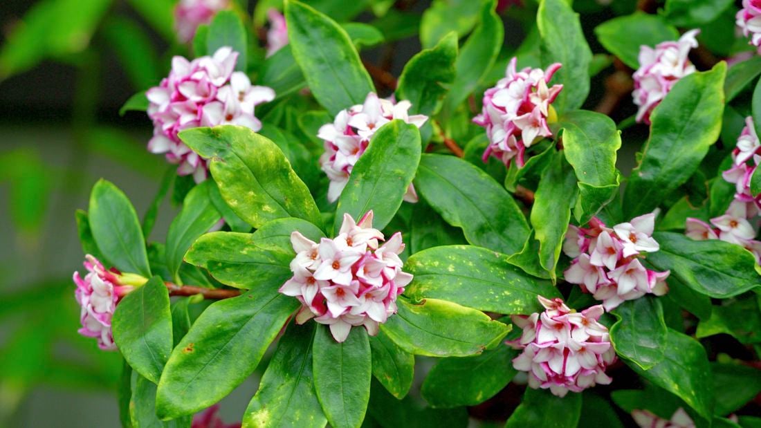 wide shot of a daphne plant