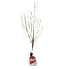 Bagged Prunus Persicar Okee Dokee Mesembrine Nectarine
