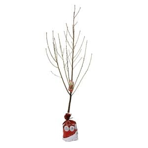 Bagged Prunus Persicar Okee Dokee Mesembrine Nectarine