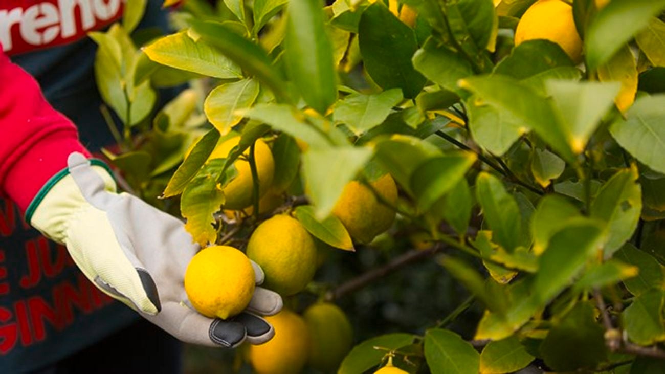 A Bunnings team member picking lemons from a lemon tree