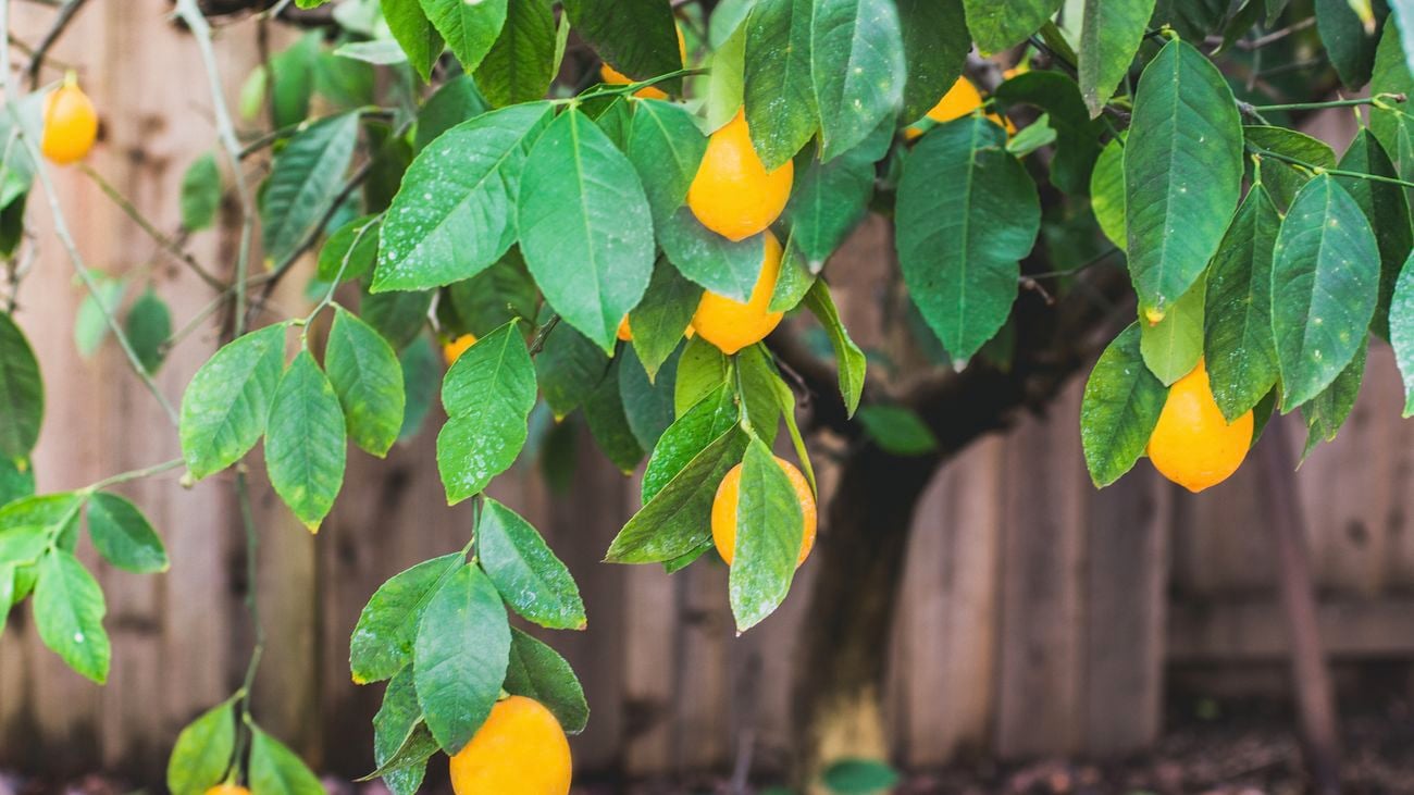 Close up shot of yellow Meyer lemons hanging for a lemon tree.