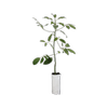 6L Planter Bag Avocado Fuerte - Persea americana
