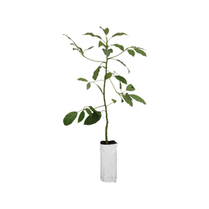 6L Planter Bag Avocado Fuerte - Persea americana