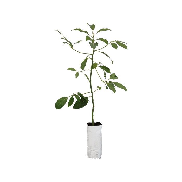 6L Planter Bag Avocado Fuerte - Persea americana