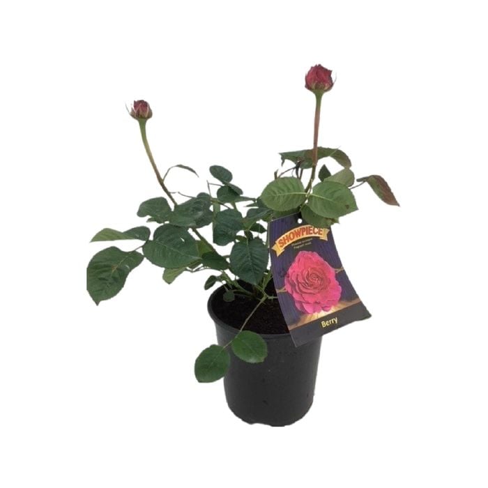 2.5L Showpiece Berry Rose - Rosa