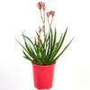 140mm Kangaroo Paw 'Bush Pearl' - Anigozanthos hybrid