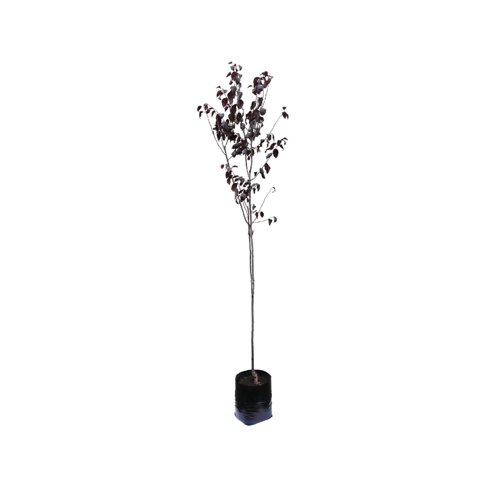 370mm Flowering Cherries - Prunus
