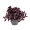 2.4L Alternanthera Little Ruby - Alternanthera brasiliensis