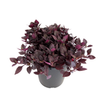 2.4L Alternanthera Little Ruby - Alternanthera brasiliensis