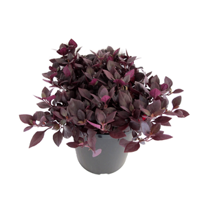 2.4L Alternanthera Little Ruby - Alternanthera brasiliensis