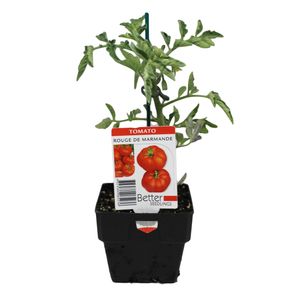 100mm Tomato Rouge De Marmande - Lycopersicon esculentum