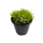 2.4L Coleonema Sunset Gold - Coleonema pulchellum
