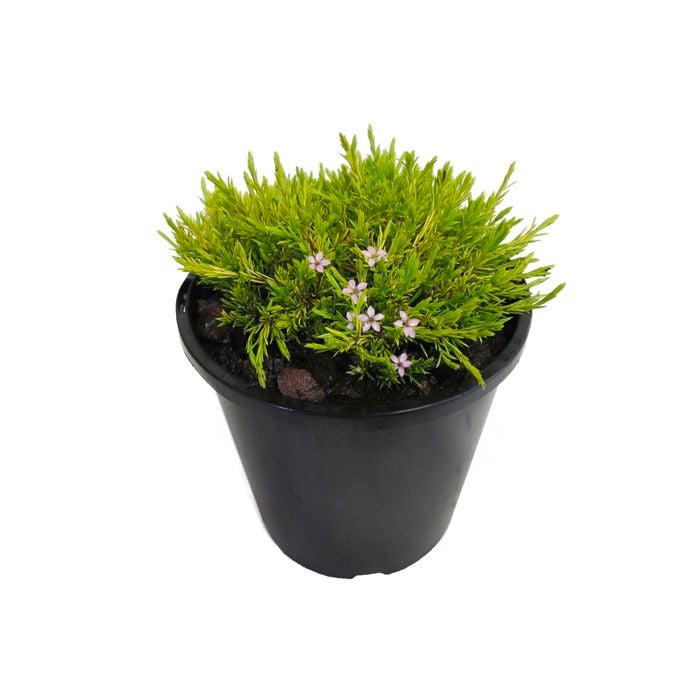 2.4L Coleonema Sunset Gold - Coleonema pulchellum